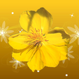 ไอคอนของโปรแกรม: Mai Flower Live Wallpaper…