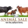 程序图标：गाय भैंस  :  खरीदे बेचें