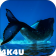 Ikona programu: 4K Whales Video Live Wall…