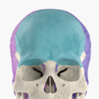 程序图标：Anatomyka Skeleton