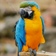 Icon of program: 3d Birds Live Wallpaper