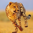 程序图标：Cheetah Run