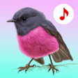 程序图标：Bird Songs: Ringtones