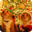 程序图标：Christmas Cat live wallpa…