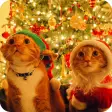 Christmas Cat live wallpaper