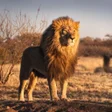 Иконка программы: Lion Wallpapers
