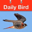 程序图标：Daily Bird - the beautifu…