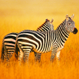 プログラムのアイコン：The Zebra