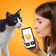 Иконка программы: Cat Translator