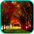 Иконка программы: Autumn Wallpaper