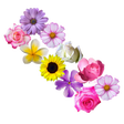 程序图标：Fun flowers puzzle rose f…