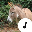 Symbol des Programms: Donkey Sounds