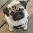 プログラムのアイコン：Pugs Wallpapers