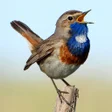 Icon of program: Birds of Russia Songs Ca…