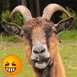 프로그램 아이콘: Funny Goat Sounds