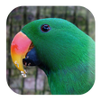 프로그램 아이콘: Parrot Sounds