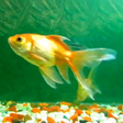Icône du programme : Aquarium Live Wallpaper