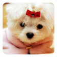 أيقونة البرنامج: Cute Dogs Live Wallpaper