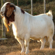 プログラムのアイコン：Goat Farming(बकरी पालन): …