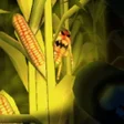 Ícone do programa: Cornbabies: The Game