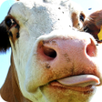 Ícone do programa: Funny wallpapers