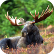 Programikon: Moose Sounds