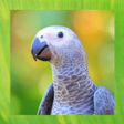 プログラムのアイコン：African Grey Parrot Pictu…