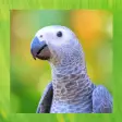 African Grey Parrot Pictures