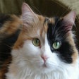 Ícone do programa: Tema Gatos a Qualquer Hor…