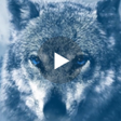 Icoon van programma: Cold Wolf Live Wallpaper