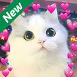 Icon of program: Cute cats beautiful Wallp…