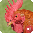 Symbol des Programms: Rooster Sounds