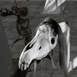 Иконка программы: Angry Long Horse Defeat L…