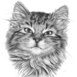 程序图标：Cara Menggambar Kucing de…