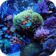 程序图标：Marine Aquarium Live Wall…