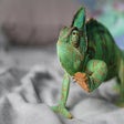 Icon of program: Chameleon Wallpaper HD Ne…