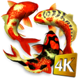 Icon of program: Koi Video Live Wallpaper