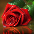 Ikona programu: 3201 roses flowers image…