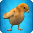 Chick Simulator
