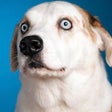 أيقونة البرنامج: Good Dogs