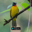 Icon of program: suara pikat burung kutila…