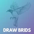 How to draw birds step by step