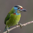 程序图标：Asian barbet bird Sounds