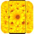 Icon of program: Yellow Wallpaper HD