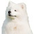 Samoyed Surprise