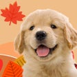 プログラムのアイコン：わんこと私 - 子犬のペット育成ゲーム