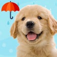 أيقونة البرنامج: わんこと私 - 子犬のペット育成ゲーム