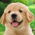 程序图标：わんこと私 - 子犬のペット育成ゲーム