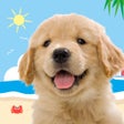 프로그램 아이콘: わんこと私 - 子犬のペット育成ゲーム