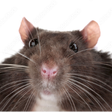 Icon of program: Be a rat and jump into a …